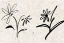 ออกแบบรอยสัก tattoo design/ concept: Flower on me 
