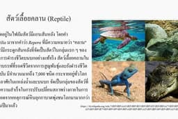 รับพิมพ์งานเอกสาร ทำสไลด์