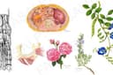 รับวาดภาพประกอบสีน้ำเเละ Digital painting สไตล์ Botanical/ Medical/ Food/ ภาพประกอบหนังสือต่างๆ  