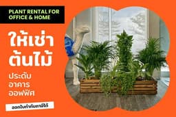 เช่าต้นไม้ ไม้ประดับในอาคาร ออฟฟิต งานอีเว้นต์