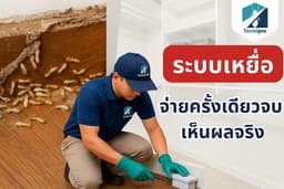 กำจัดปลวกและแมลง สำหรับบ้านและอาคาร | ทีมงานมืออาชีพ Termipro