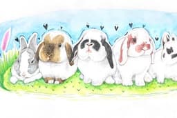 It will bunny