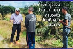 รับเหมาจัดการสวนปาล์มน้ำมัน ปลูก ใส่ปุ๋ย ตัดหญ้า เก็บเกี่ยวผลผลิต ครบวงจร