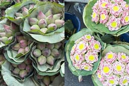 ถ่ายรูปกับดอกบัว