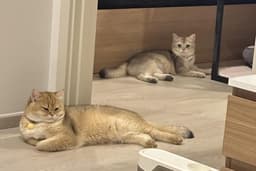 รับดูแลแมว (British, Ragdoll)