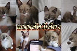 แมวถ่ายแบบ