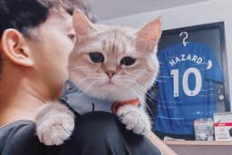 Fast cats buddy