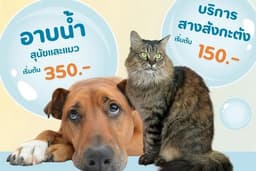 อาบน้ำตัดขนสัตว์(น้องหมา,น้องแมว) จ.อยุธยา