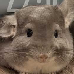Sir Sebastian