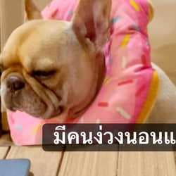 Charliepetpawcare