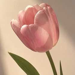 pattaravadee.r