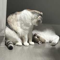 Meowcode