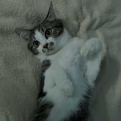Moti