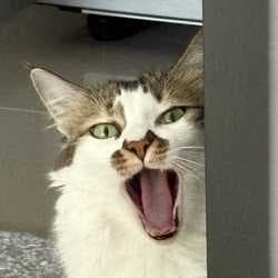 norabrown
