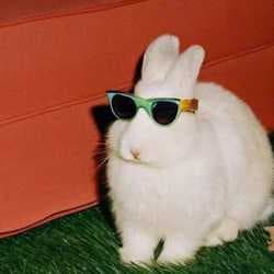 goodrabbit