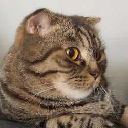 CharmingCat