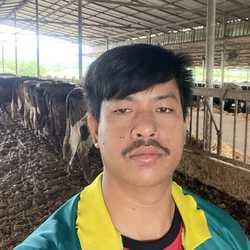 dongcattle
