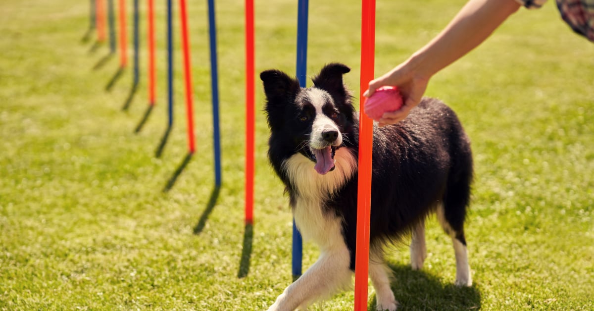 รับฝึกสุนัข