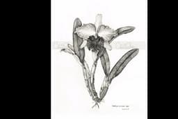 ภาพประกอบทางการแพทย์ Botanical / painting / Drawing / Fan art
